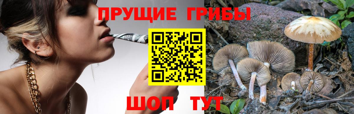 Псилоцибиновые грибы Psilocybine cubensis Камышин